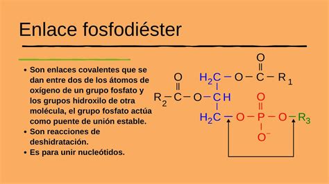 enlace fosfodiester-1